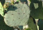 Opuntia lindheimeri subarmata, Del Rio, TX