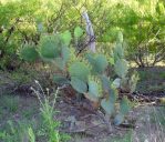 Opuntia lindheimeri subarmata, Del Rio, TX