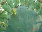 Opuntia lindheimeri subarmata, Del Rio, TX