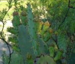 Opuntia lindheimeri subarmata, Del Rio, TX