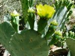 Opuntia lindheimeri subarmata, Tucson garden