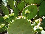 Opuntia lindheimeri subarmata, Tucson garden