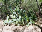 Opuntia lindheimeri subarmata, Tucson garden