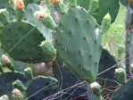 Opuntia lindheimeri, Bolivar Penninsula, TX