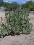 Opuntia lindheimeri 'Linguiformis', Tucson, AZ