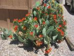 Opuntia lindheimeri 'Seguin'