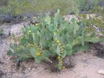 Opuntia lindheimeri, Tohono Chul Park, Tucson, AZ