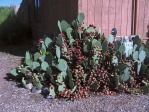 Opuntia lindheimeri, garden plant, protected location, Albquerque, NM