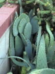 Opuntia lindheimeri 'linguiformis', reverting to wild-type