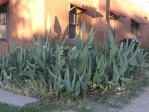 Opuntia lindheimeri 'linguiformis', Albuquerque, NM