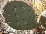 Opuntia lindheimeir, garden plant