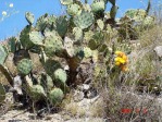 Opuntia lindheimeri, Del Rio, TX