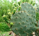 Opuntia lindheimeri