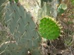 Opuntia lindheimeri