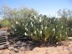 Opuntia lindheimeri, 7-foot-tall, Wickett, TX