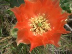 Opuntia lindheimeri, unusual orange flower, George West, TX