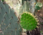 Opuntia lindheimeri