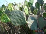 Opuntia lindheimeri