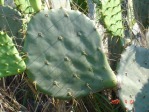 Opuntia lindheimeri, LaGrange, TX