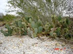 Opuntia lindheimeri, Beeville, TX