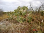 Opuntia lindheimeri, Beeville, TX