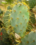 Opuntia lindheimeri, Beeville, TX