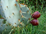 Opuntia lindheimeri, Camelia TWU