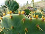 Opuntia lindheimeri, Corpus Cristi, TX