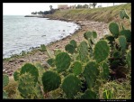 Opuntia lindheimeri, Corpus Cristi, TX