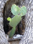 Opuntia lindheimeri