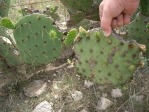 Opuntia lindheimeri with damage from insects, disease, and grazing