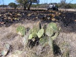 Opuntia lindheimeri, surviving grass fire