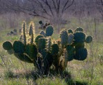 Opuntia lindheimeri, TX, Jim McCulloch