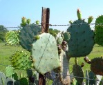 Opuntia lindheimeri, LaGrange, TX