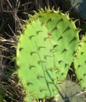 Opuntia lindheimeri, LaGrange, TX