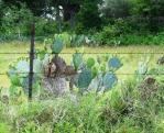 Opuntia lindheimeri, LaGrange, TX