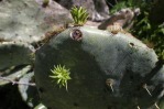 Opuntia lindheimeri, Mary PK Burns