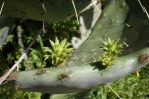 Opuntia lindheimeri, Mary PK Burns