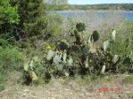 Opuntia lindheimeri