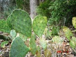 Opuntia lindheimeri, with heavy insect damage