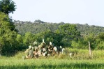 Opuntia lindheimeri, Stuart Borrett