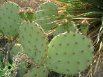 Opuntia lindheimeri subarmata