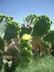 Opuntia lindheimeri, east TX