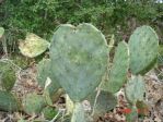 Opuntia lindheimeri