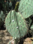 Opuntia littoralis, Desert Botanical Garden, Tempe, AZ