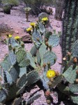 Opuntia littoralis, Desert Botanical Garden, Tempe, AZ