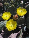 Opuntia littoralis, Desert Botanical Garden, Tempe, AZ