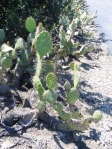 Opuntia littoralis, Camarillo, CA