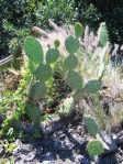 Opuntia littoralis, Camarillo, CA