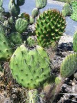 Opuntia littoralis, Camarillo, CA